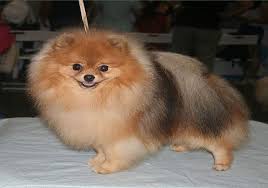 They are 12 weeks old, vet checked, dewormed and have all vet records up to date. 12 Things You Need To Know About Teacup Pomeranian Dog Breed