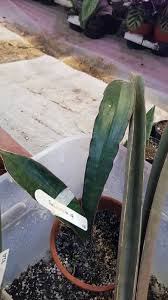 Image result for Sansevieria humiflora