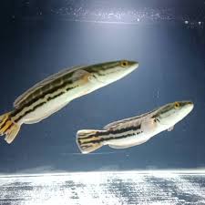 Umpan racikan ikan gurame susah makan. Jual Ready Stock Ikan Toman Channa Micropeltes Ikan Hias Ikan Predator Kota Bogor Friman Polshop55 Tokopedia