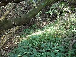 Image result for Mimusops afra