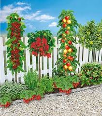 Mein Schoner Garten Naschbeet Pflanzfertig 18 Pflanzen Pflanzen Blumen Pflanzen Garten Pflanzen