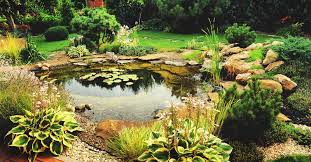 Handyman explains how to put the pond in and how to select fish as well as plants. How To Build A Beautiful Backyard Pond In 11 Steps
