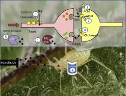 The anterior part of mature female is maryland were devastated due to the heavy infestation of this nematode. The Evolution Of Insecticide Resistance In The Peach Potato Aphid Myzus Persicae Sciencedirect
