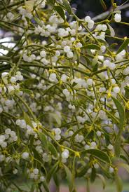 Image result for Viscum obscurum