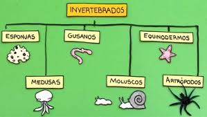 Animal invertebrado puede expresarse en latín como animālia invertebrata, y en francés, animaux invertébres. Animales Invertebrados Biologia Escuelapedia Recursos Educativos