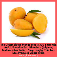 But my fruit…ha, ha!—there, had been (i laugh to think on't at this hour!) your fine white angels (who have seen. Picnotes Mango Fruit Mangifera Indica Is One Of The Most