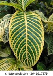 Image result for Sanchezia speciosa