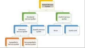 The nervous system is the major controlling, regulatory, and communicating system in the body. The Divisions Of The Nervous System Central And Peripheral Somatic And Autonomic Psychology Hub