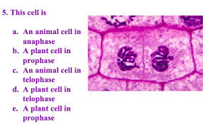 We did not find results for: 3 This Cell Is A A Plant Cell In Telophase B An Chegg Com