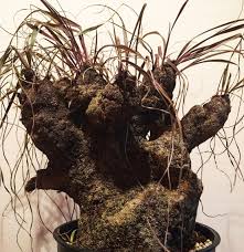 Image result for Xerophyta argentea