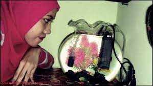 Harga aquarium mini bulat memiliki keunikan tersendiri yang bisa kita taruh didalam kamar, kantor kerja ataupun ruang tamu dengan kapasitas yang aquarium ini berbeda dengan toples ikan cupang murah yang dijual di toko ikan, karena aquarium tabung memiliki variasi pada mulut aquarium. Kisaran Harga Aquarium Bulat Berbagai Ukuran Ikan Hias Air Tawar Laut Dan Aquarium