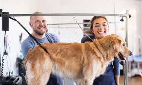 Bringing you the best professional quality pet grooming products available! Grooming Services All Island Pet Supplies Groupon