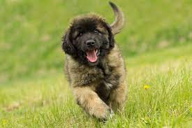 Remaining true to their early roots as a capable family and working dog. Leonberger Steckbrief Charakter Wesen Haltung
