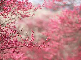 These are the most beautiful images of nature on pexels. Flower Tree Wallpapers Top Free Flower Tree Backgrounds Wallpaperaccess
