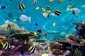 13 mewarnai pemandangan bawah laut untuk anak 2019 72 Gambar Pemandangan Bawah Laut Animasi