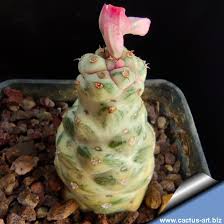 Image result for Monadenium nervosum