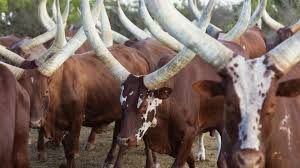 However, horns in female cows are usually smaller compared to bulls. How A Cow Horn Is Transforming A 32 Billion Industry Inc Com