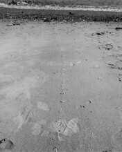 Bildergebnis für Maria Laet