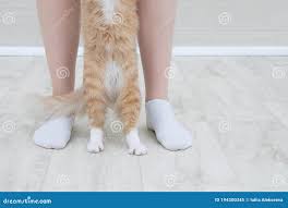 穿白袜的白人女子的双腿，房间内的一只米色猫的爪子库存图片. 图片包括有天气, 行程, 突出, 少许- 194300345