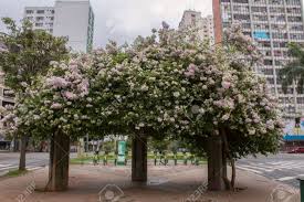 We know of 8 airports near itapaci, of which one is a larger airport. Goiania Goias Brazil November 25 2018 Exuberant Flowers At Goias Avenue In Goiania City In Spring Day Stock Photo Picture And Royalty Free Image Image 113750484