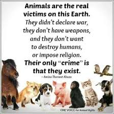 Animals Have Feelings Animal Rights Animals Animal Abuse