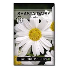 We have daisy flowers in almost every color of the rainbow. Sow Right Seeds Shasta Daisy Flower Seeds For Planting Beautiful Flowers To Plant In Your Garden Non Gmo Heirloom Seeds Wonderful Gardening Gifts 1 Buy Online In Samoa At Samoa Desertcart Com Productid