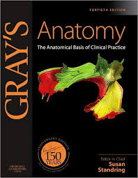 Download Gray S Clinical Anatomy Pdf Free All Medical Stuff Anatomy Coloring Book Greys Anatomy Book Anatomy