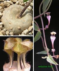 Image result for Ceropegia rendallii