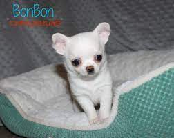 Chihuahua Puppies For Sale Bonbon Chihuahuas Chihuahua Puppies For Sale Chihuahua Puppies Puppies