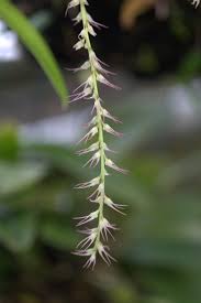 Image result for Bulbophyllum elliotii