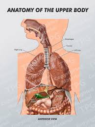 Many of the body's major organs are found in the torso. Upper Body Anatomy Order