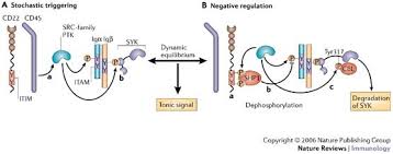 If you are getting a blood test, a health care professional will take a blood sample from a vein in your arm, using a small needle. Itam Mediated Tonic Signalling Through Pre Bcr And Bcr Complexes Nature Reviews Immunology