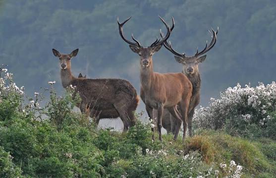 Red Deer Appearance | Wildlife Online