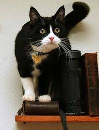 Black And White Tuxedo Cat Pin By Art Di On Yes Beautiful Cats Cat Colors Cats Beautiful Cats