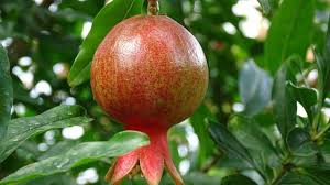 If something that someone does bears fruit, it produces successful results: How To Make A Pomegranate Tree Bear Fruit Pat Welsh Organic And Southern California Gardening