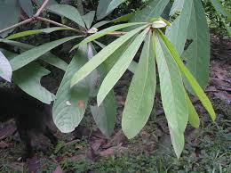 Image result for Actinodaphne