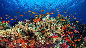 Der zynische handel mit korallenfischen. Co2 Bedroht Korallenriffe Und So Den Naturlichen Kustenschutz Br24