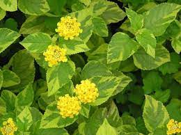 Pin On Hort Couture Great Plants For The Garden