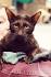 Havana Cat Breed Profile | Petfinder