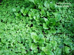 Image result for Callitriche vulcanicola