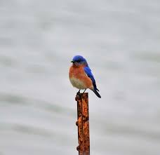 Young bluebirds typically fledge earlier in the spring than they do in the summer. Bluebird Facts And Information South Carolina Bluebird Society