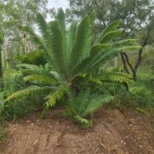 Image result for Cycnium jamesii