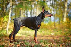 In this video, i'll discuss the bite force, speed, intelligence, and other characteristics of the doberman pinscher which helps to make them one of the world. Doberman Pinscher Dogs Breed Information Omlet