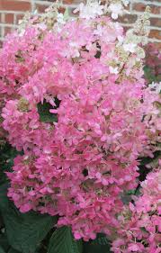 Image result for Julbernardia paniculata