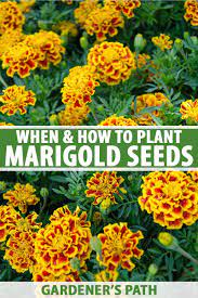 Flower seed packets rarely list estimated days to maturity, but most annual flowers need roughly 95 days from seed to flower. When And How To Plant Marigold Seeds Gardener S Path