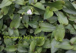 The color is usually red but can a mallow plant as a small flowered plant. Monterey Bay Nursery Plants G