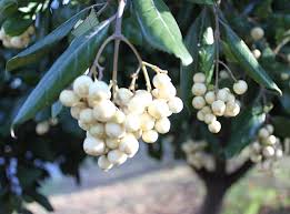 Image result for Curtisia dentata