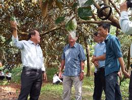 RẢI VỤ: GIẢI PHÁP NÂNG CAO HIỆU QUẢ KINH TẾ CHO NHÀ VƯỜN TRỒNG VÚ SỮA TRONG  CÁC HỢP TÁC XÃ