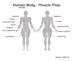 The muscles of the back﻿ are a group of strong, paired muscles that lie on the posterior aspect of the trunk. Back Muscle Female Stock Illustrations 1 388 Back Muscle Female Stock Illustrations Vectors Clipart Dreamstime