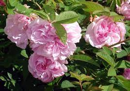 Rosa Blush Damask Damask Rose Rose Damask